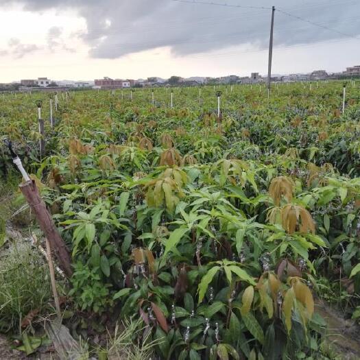 灵山县金煌芒果苗  金煌芒果可以生吃不带酸的