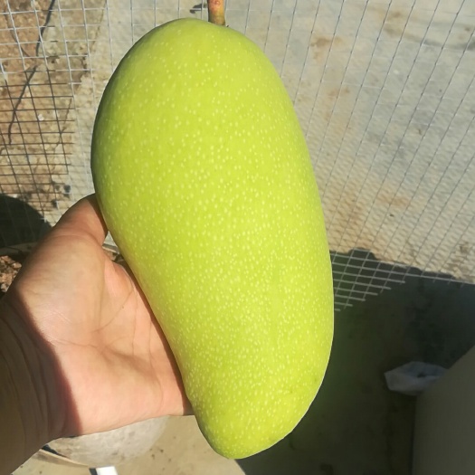 陵水县金煌芒  现货