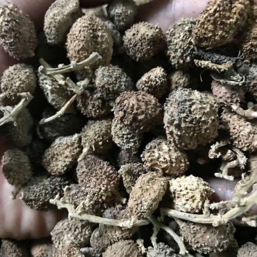 防城港春砂仁 