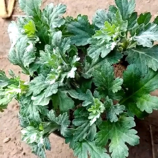 沭阳县白菊花苗 红菊花小苗，黄菊花小苗。各色颜色齐全，各个品种齐全。