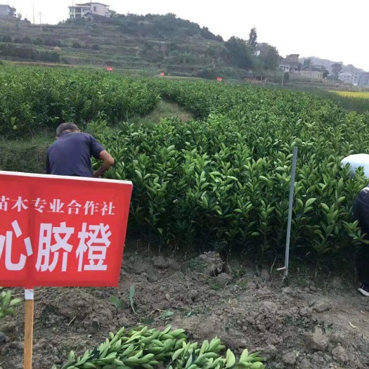 新宁县红心橙苗  湖南新宁橙了苗茎干粗壮，根系发达。