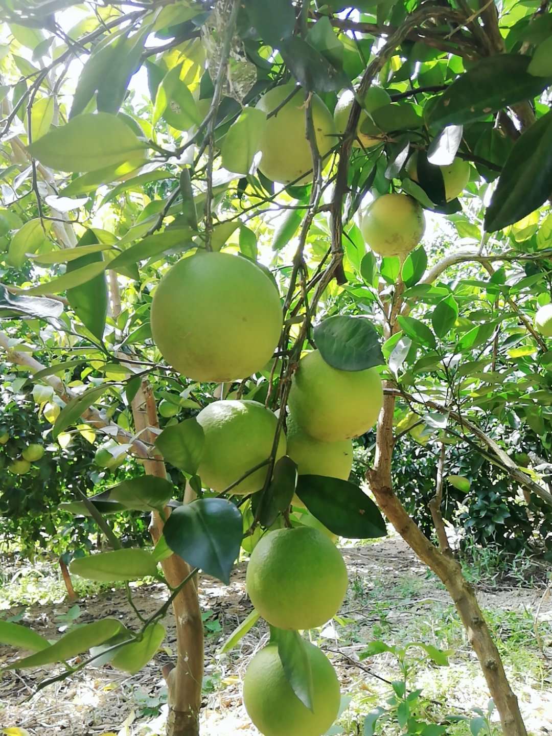 红心橙苗 嫁接苗 0.5~1米 