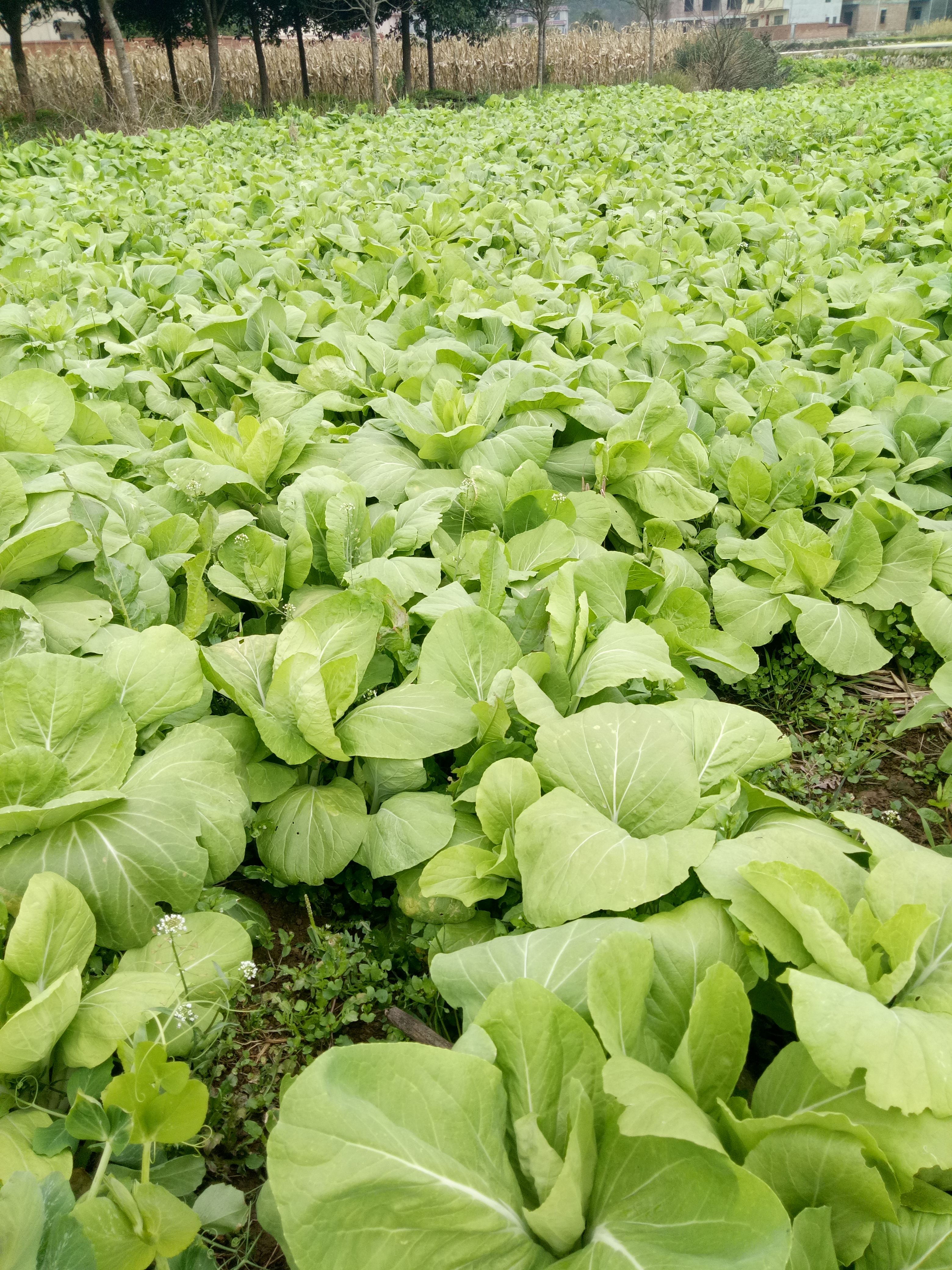 大量銷售甜白菜花柳葉菜花,聯繫18078380739 立即購買 2019-03-02 14