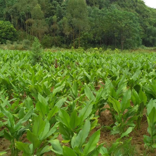 兴业县姜黄  中草药中植园  欢迎新老顾客订货 量大从优