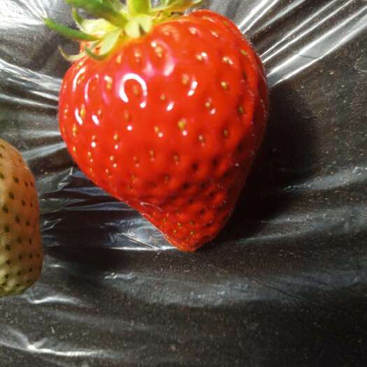 承德圣诞红  