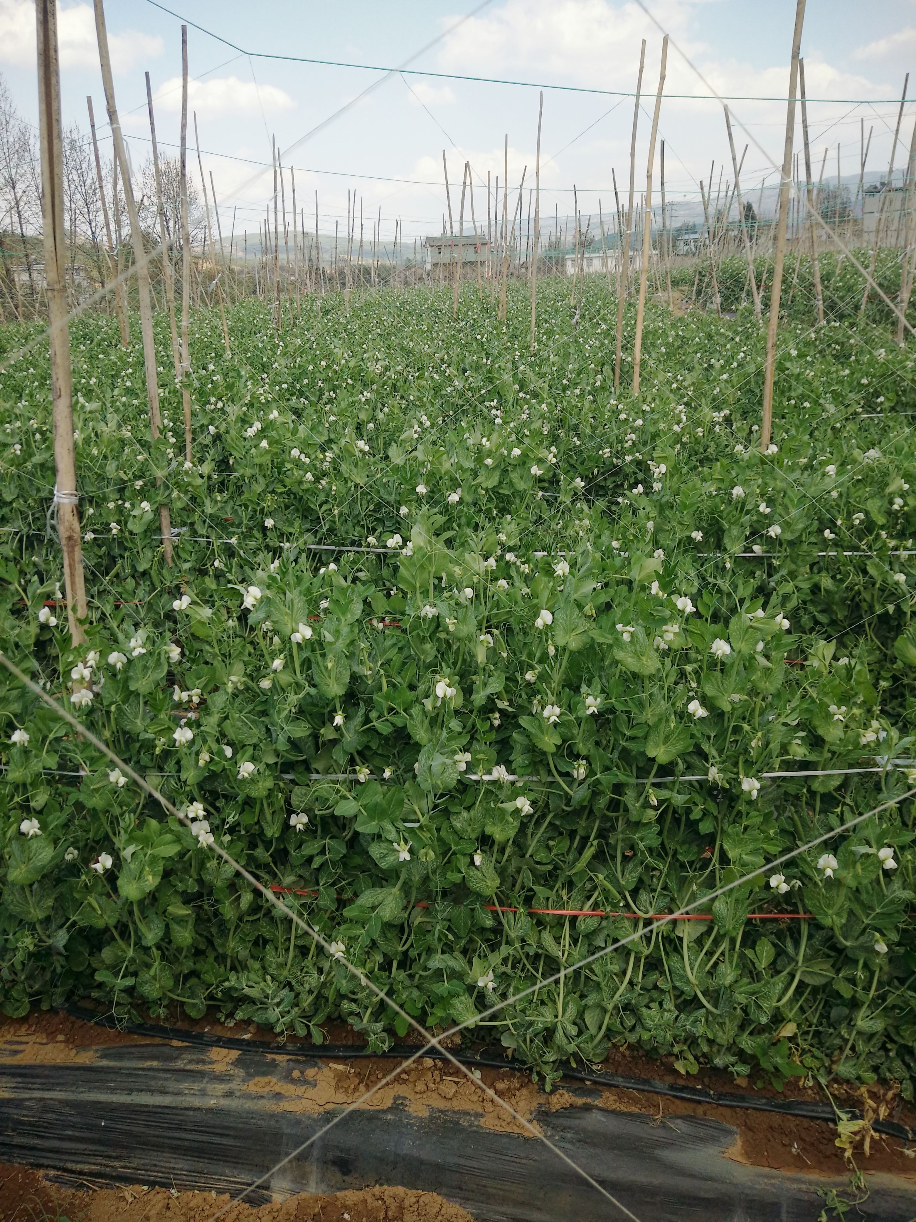 高质量甜豆,正在采摘,要货的加速联系!价格基地直供,面议,电洵!