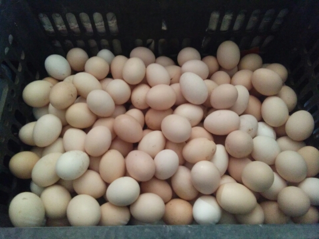  正宗的散养土鸡蛋，