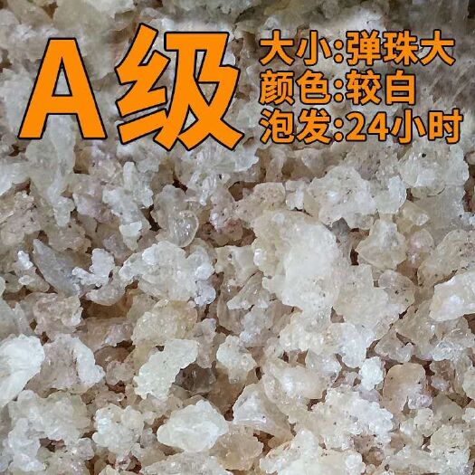 广州雪燕  A级雪燕
