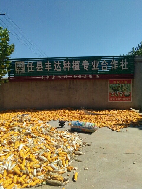 邢台 正宗土鸡蛋