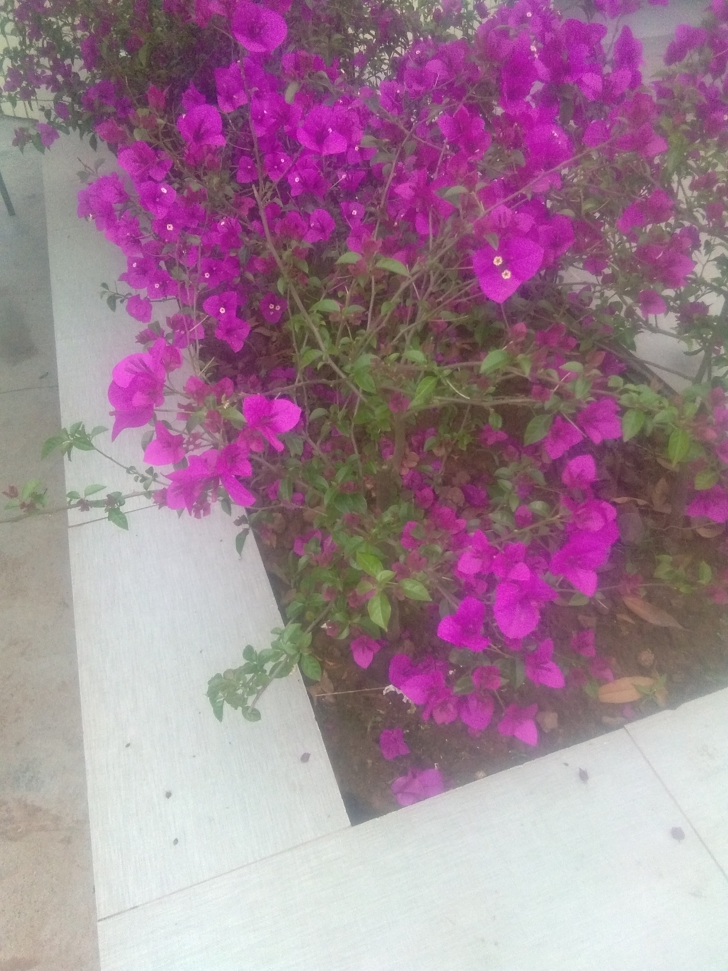 宜宾紫花三角梅 0.5~1.0米