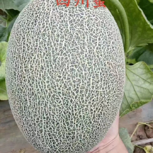 滑县西州蜜25号 西周蜜