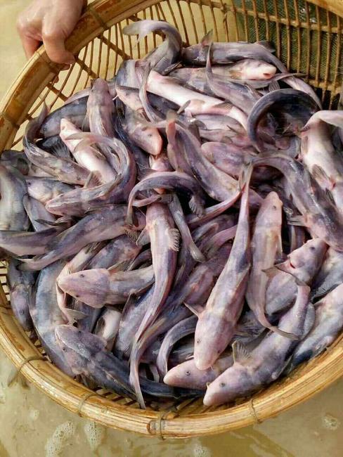 重庆市 江团鱼苗，黄辣丁鱼苗，优质抗病苗，保证质量货到付款