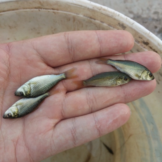 贵阳 鲤鱼苗，裸鲤鱼苗，优质抗病苗，品种齐全送货上门