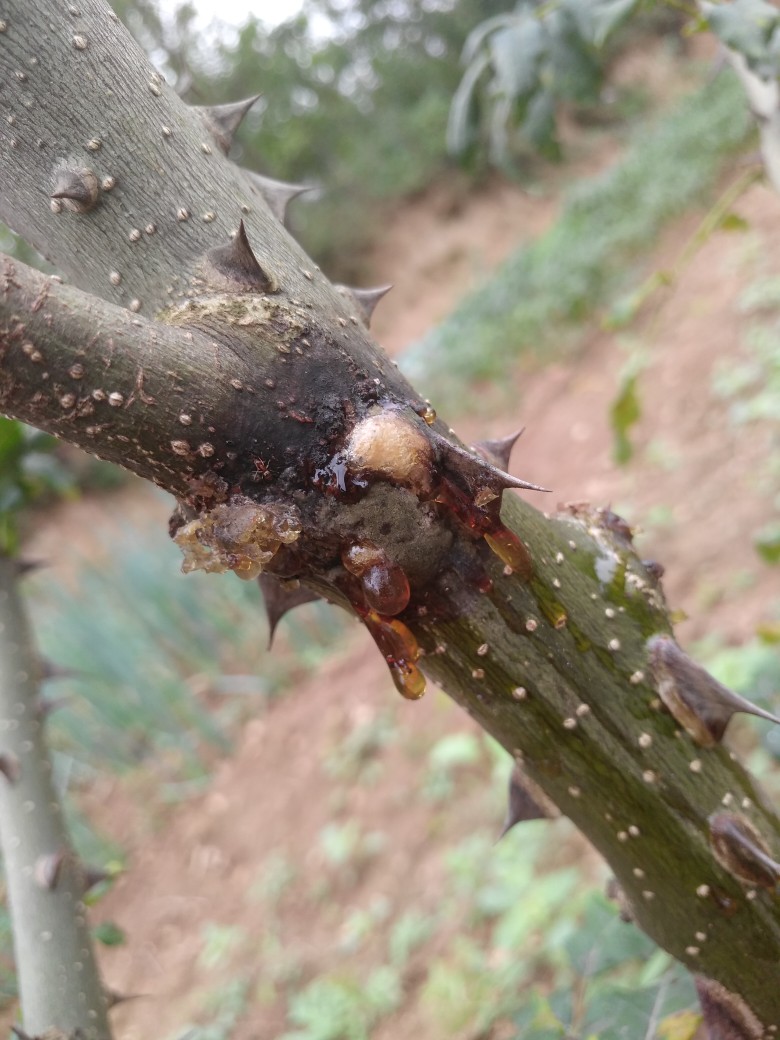 杨老师好花椒干腐病流胶病用啥药效果好谢谢