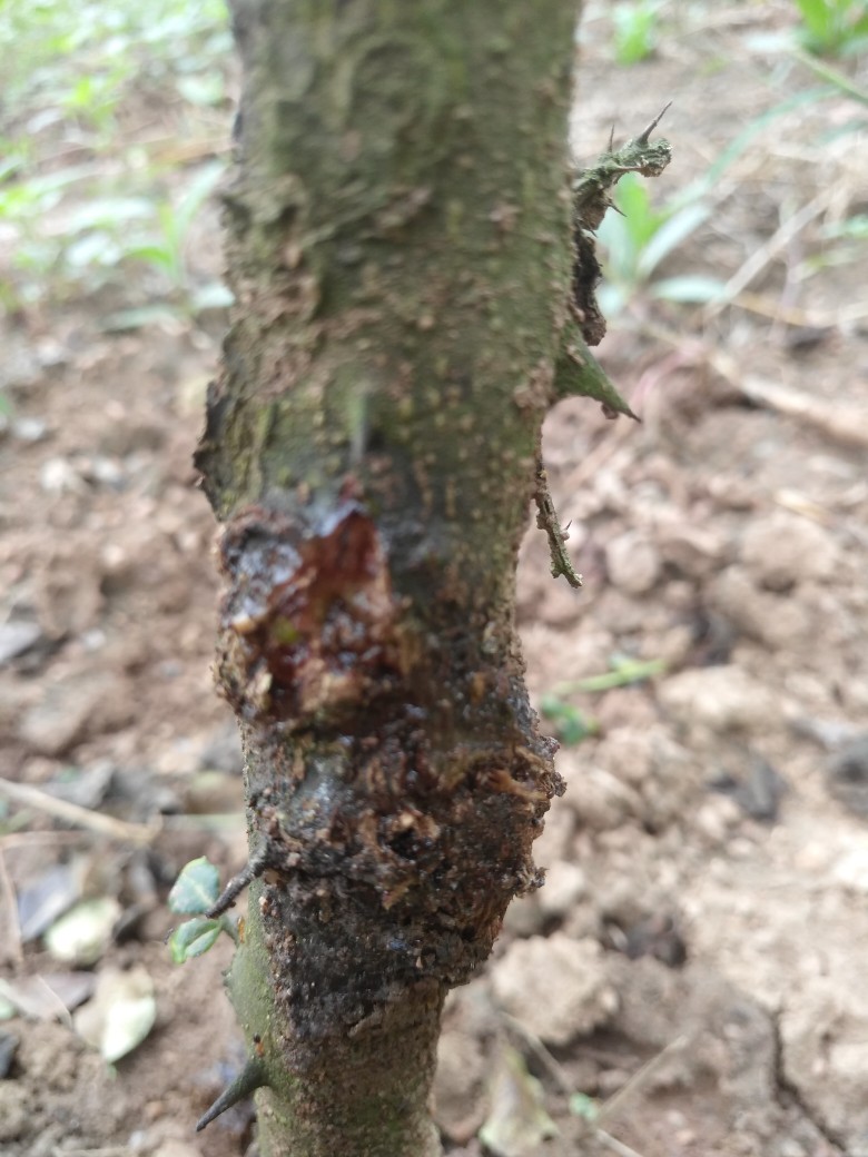 花椒干腐病流胶病用啥药效果好