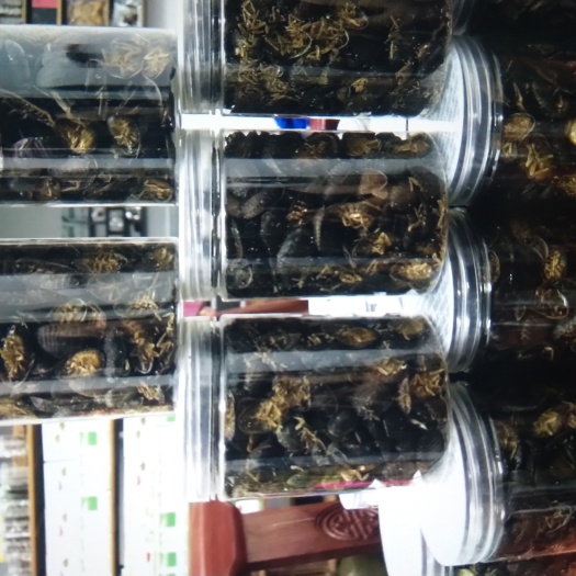 平和县杜比亚蟑螂 