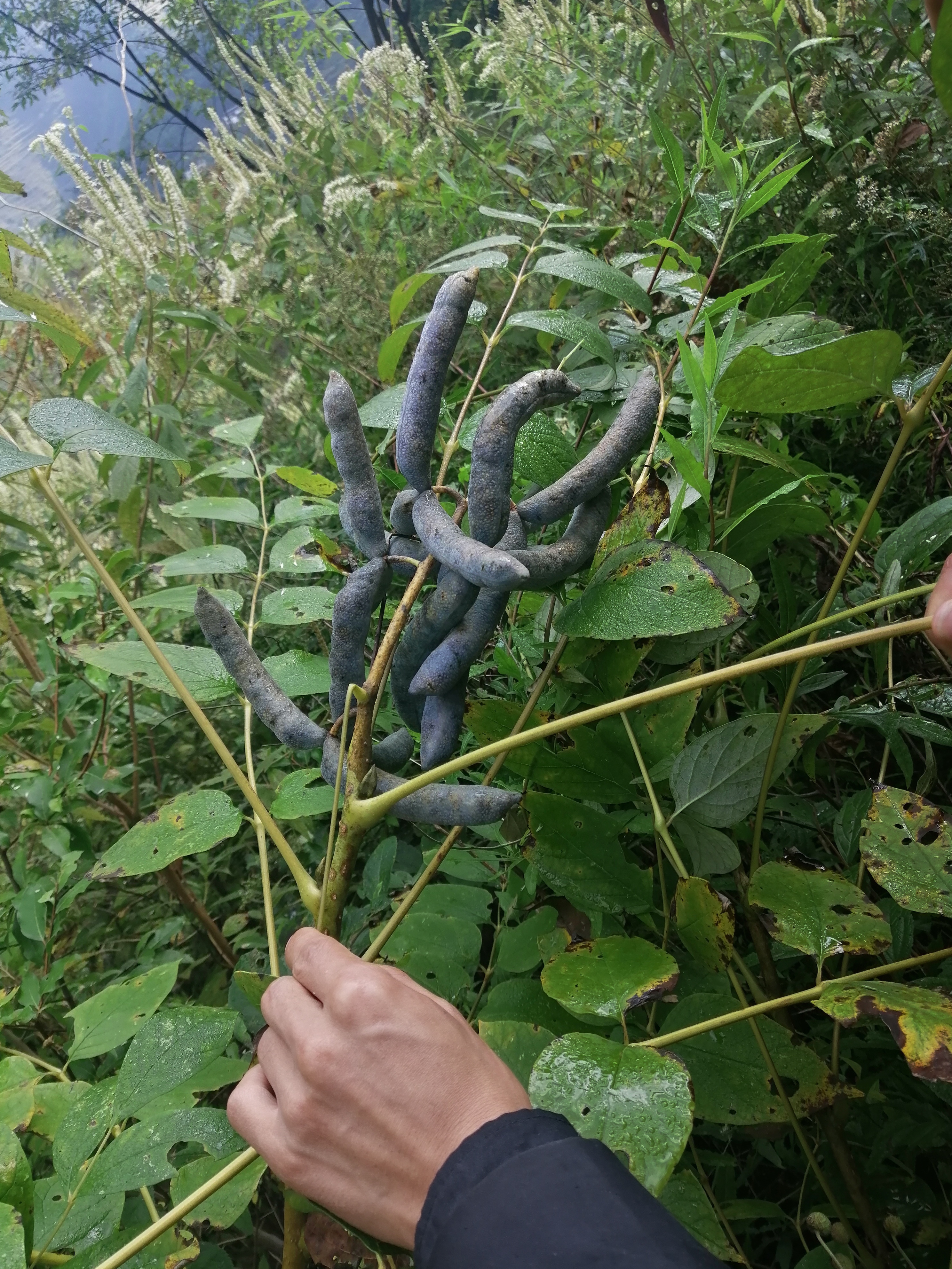 野猫瓜植物图片