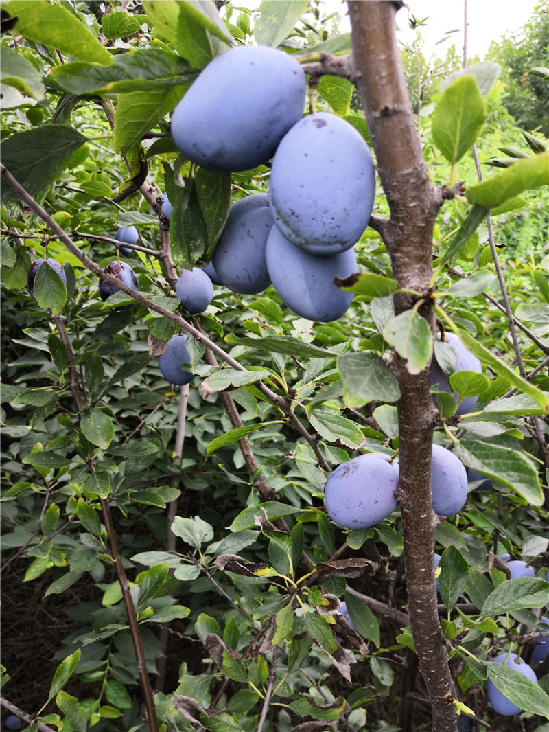 西梅苗 西梅女神树苗价格 山东基地