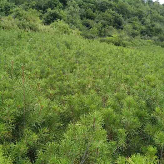两当县 大量供应白皮松