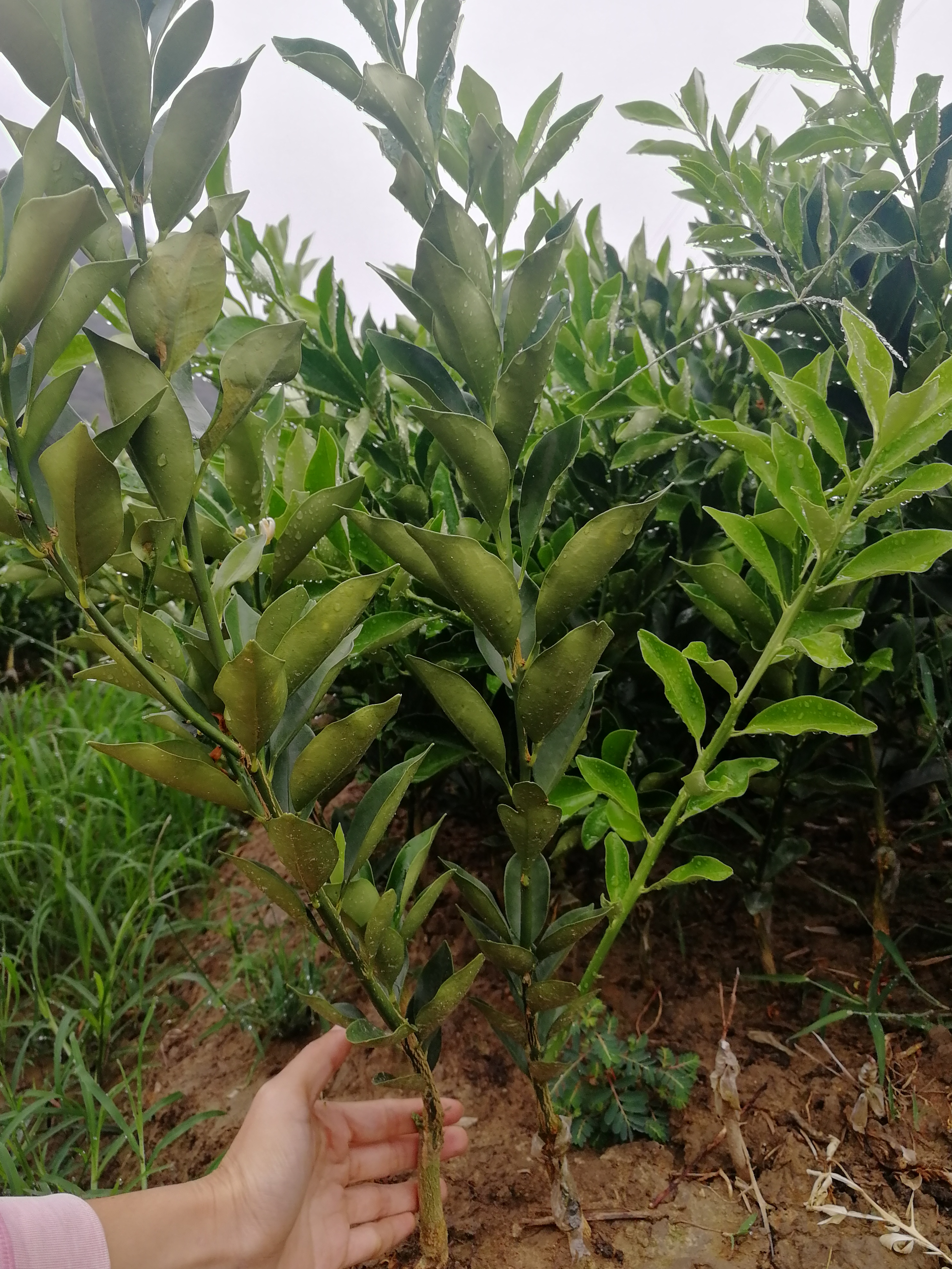 融安县脆蜜金柑苗  中级苗，也称脆蜜金桔苗（新品种）脆蜜金柑