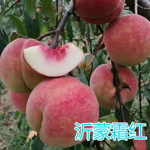 平邑县沂蒙霜红2号苗 嫁接成品桃苗 沂蒙霜红桃苗 晚熟新品种 南北方栽植