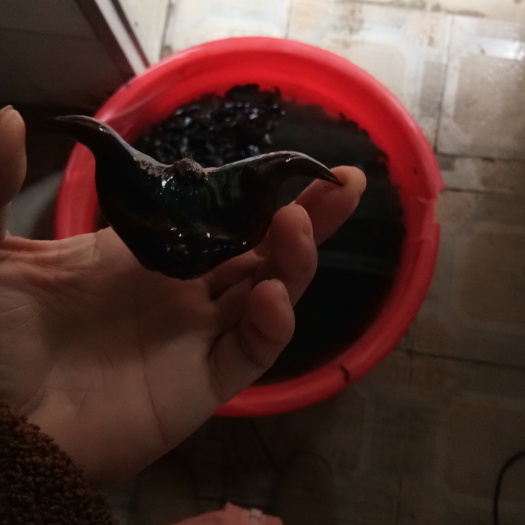 沭阳县 菱角苗 种植菱角种籽 种植菱角种子菱角苗