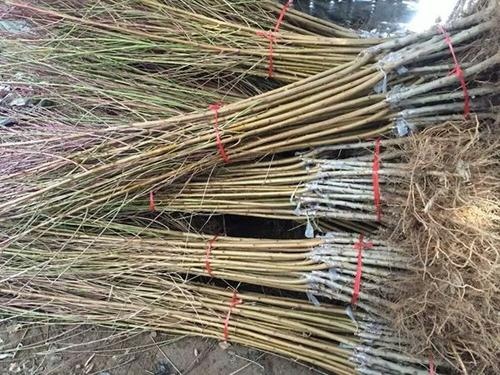 巴旦木树苗、浓帕烈巴旦木苗运城供应商、惠农农业平台