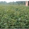 绛县 运城花椒苗、大红袍花椒苗、新品种花椒苗种植园