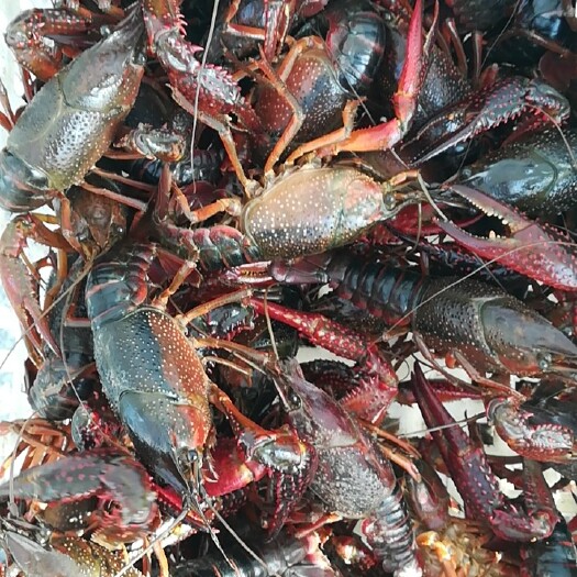 潜江市 湖北潜江鲜活小龙虾红壳青壳2~9钱一件（50斤）批发