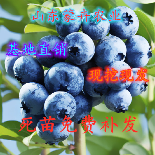 平邑县 蓝莓苗盆栽地栽果树苗蓝莓树苗当年结果四季南北方种植带原土发货