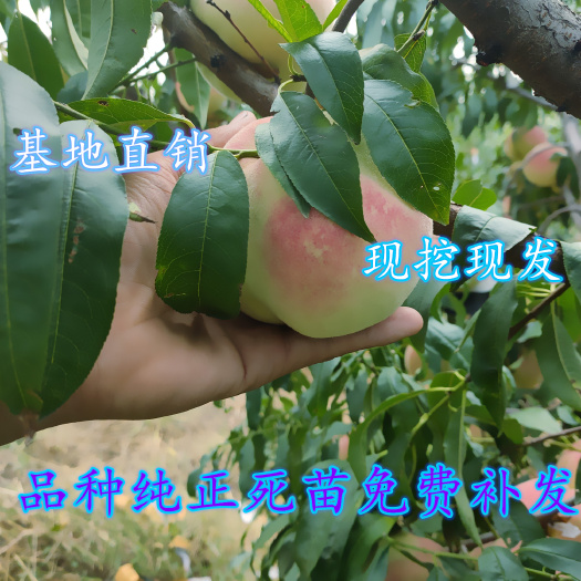 平邑县 嫁接桃树苗水蜜桃早熟晚熟盆栽地栽油桃锦绣黄桃南北方种植果树苗