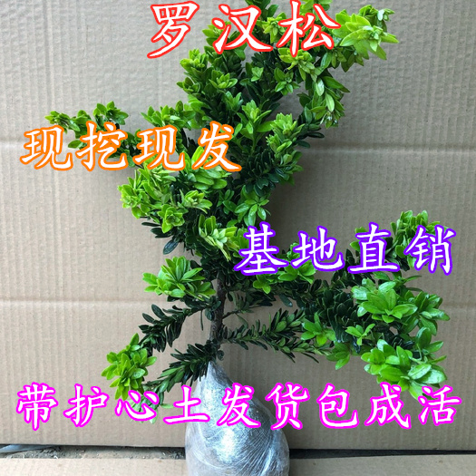 平邑县 罗汉松雀舌罗汉松树苗盆景小叶造型盆景素材盆栽带盆栽种发货