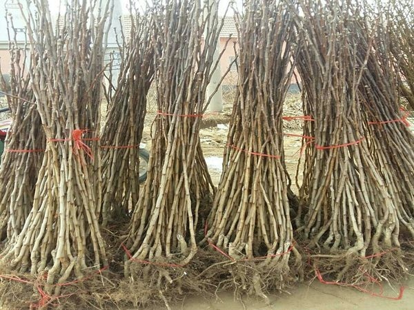绛县山楂苗_大五棱山楂苗_山楂苗基地-运城山楂苗繁育场