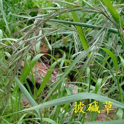 银川披碱草种子 牧草护坡防风固沙专用