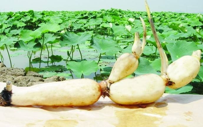 桓台县 大量供应马踏湖白莲藕