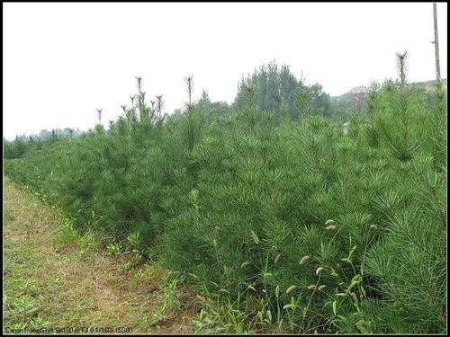 白皮松苗 占地白皮松行情_占地白皮松供应商_绛县春秋园林