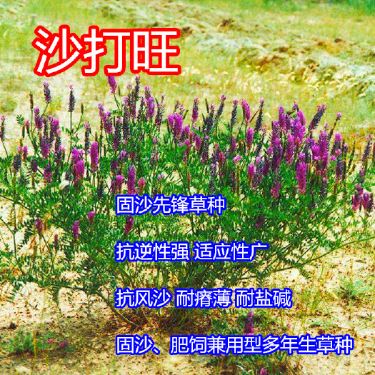 银川沙棘种子  沙打旺种子 沙生植物 防风固沙