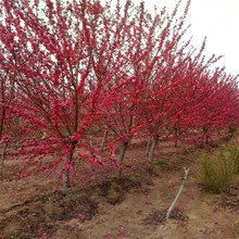 碧桃供應商,紅葉碧桃供應,運城苗木 - 榮鼎園林