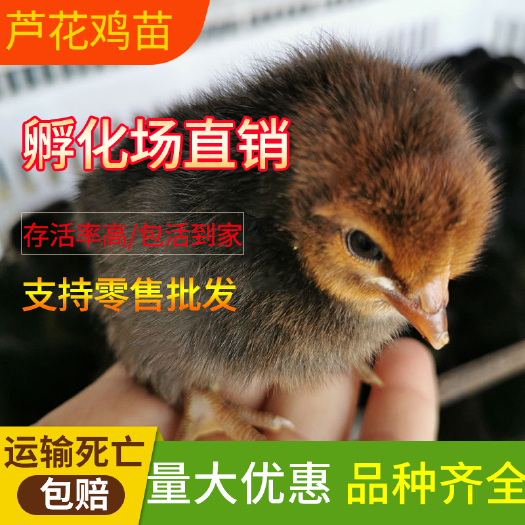 沭阳县 芦花鸡苗 汶上纯种芦花鸡苗 珍珠鸡 活体运输包活