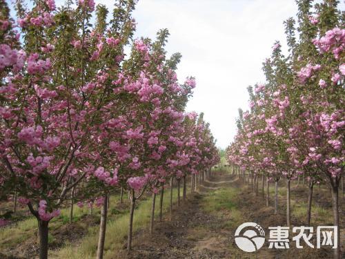  樱花_樱花树_樱花求购信息_樱花价格_樱花惠农网