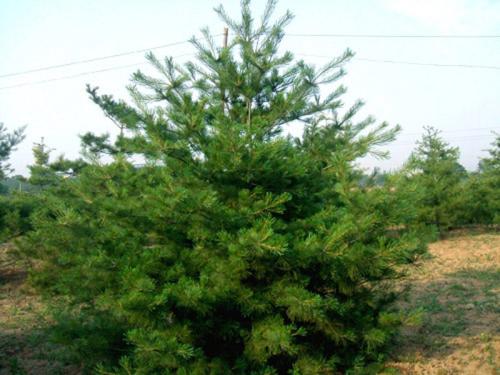  [山西华山松] 5米华山松厂家信息价格表  - 惠农网