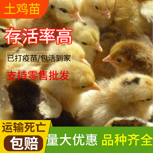 沭阳县 九斤黄 土鸡苗 三黄鸡 黄腿鸡 鸡苗活体