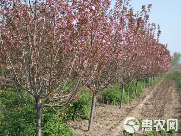  樱花_樱花树_樱花求购信息_樱花价格_樱花惠农网