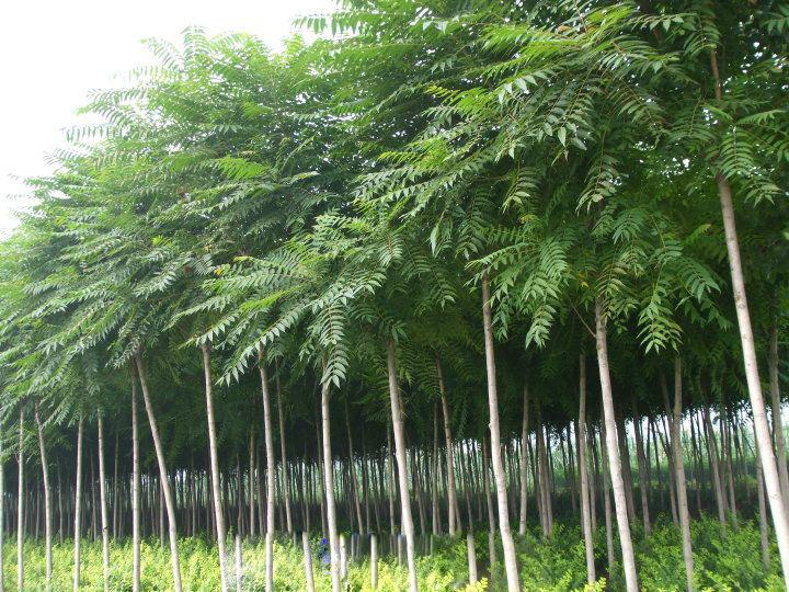 千头椿 臭椿绿化苗木供应商今年新报价_臭椿8公分供应基地