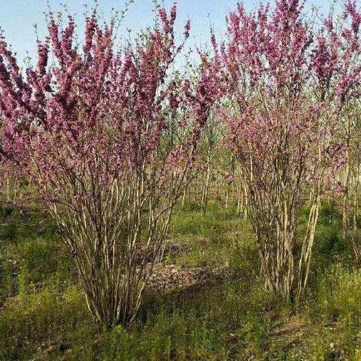 丛生紫荆_基地直销_品种优良丛生紫荆_火热销售中