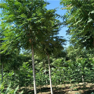 千头椿 臭椿绿化苗木供应商今年新报价_臭椿8公分供应基地