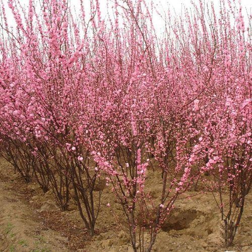 榆叶梅苗木批发 基地直供  榆叶梅大量热销中