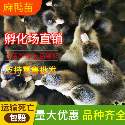沭阳县 麻鸭 肉鸭 鸭苗 出壳鸭 包活到家小鸭子