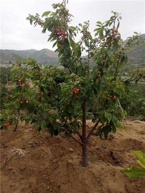 绛县樱桃苗 樱桃树_樱桃树山西_运城樱桃树供应商 - 中国惠