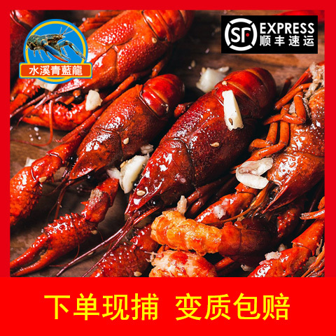 中山市 澳洲淡水龙虾     澳龙